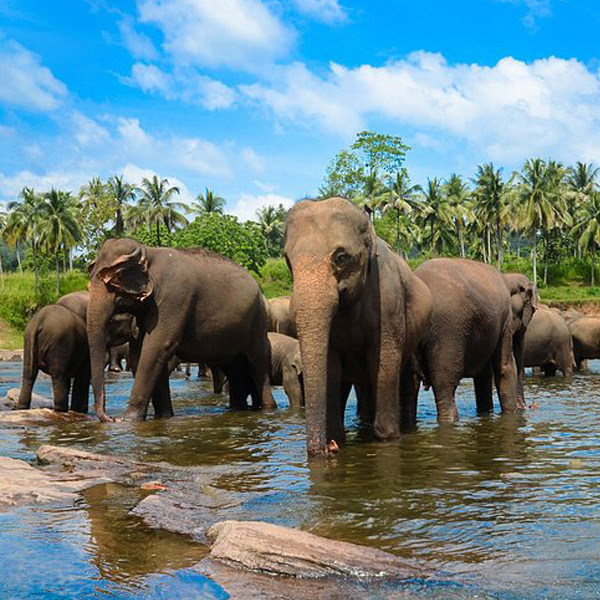 Pinnawala