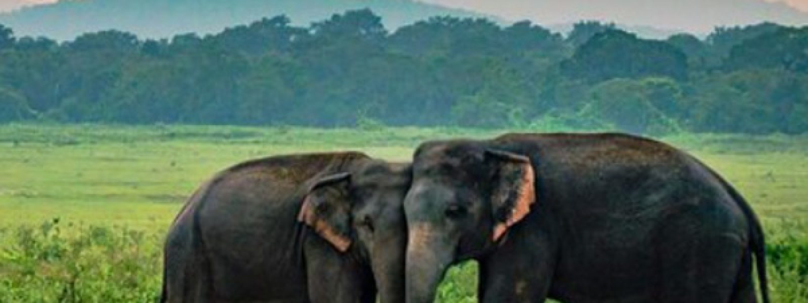 Udawalawe