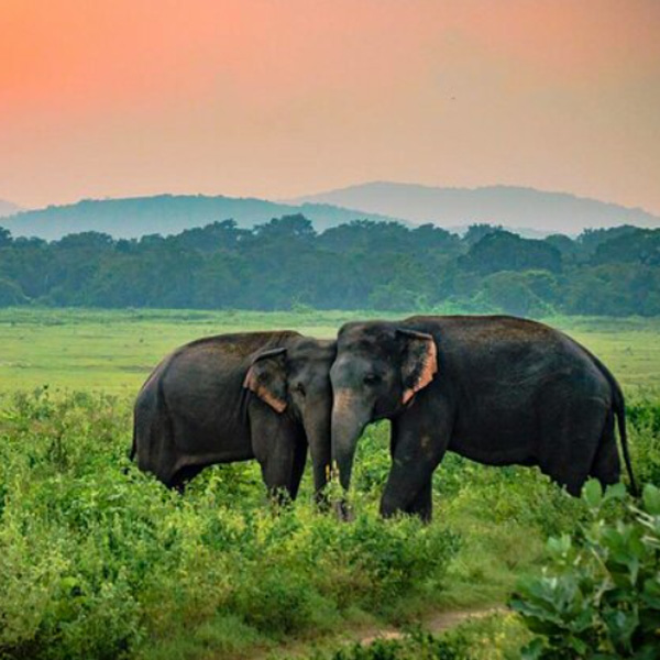 Udawalawe